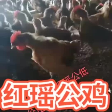 红瑶公鸡
