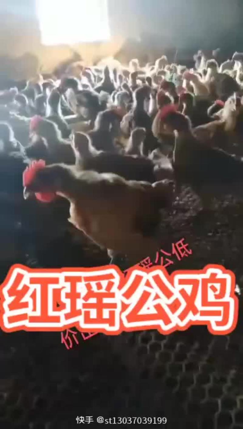 红瑶公鸡
