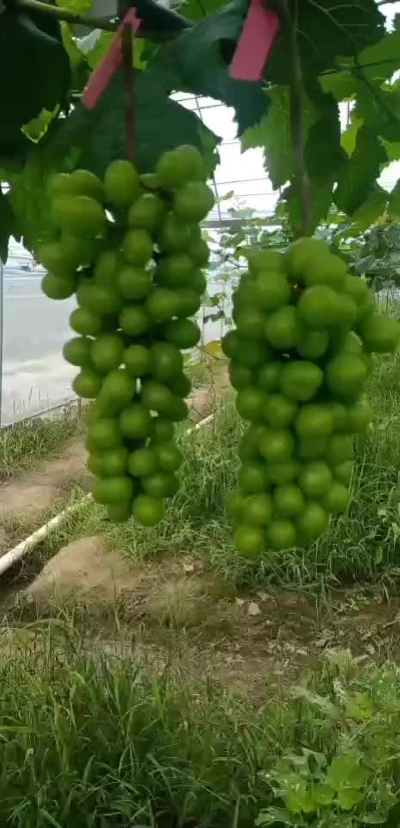 阳光玫瑰葡萄