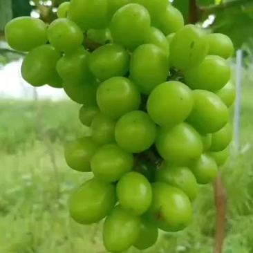 阳光玫瑰葡萄
