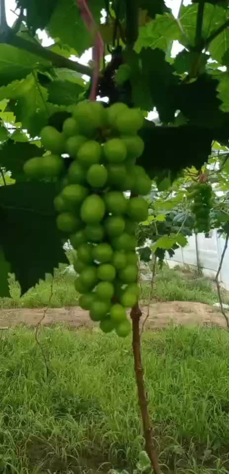 阳光玫瑰葡萄
