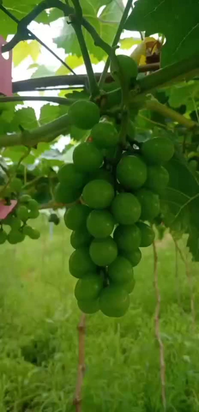 阳光玫瑰葡萄