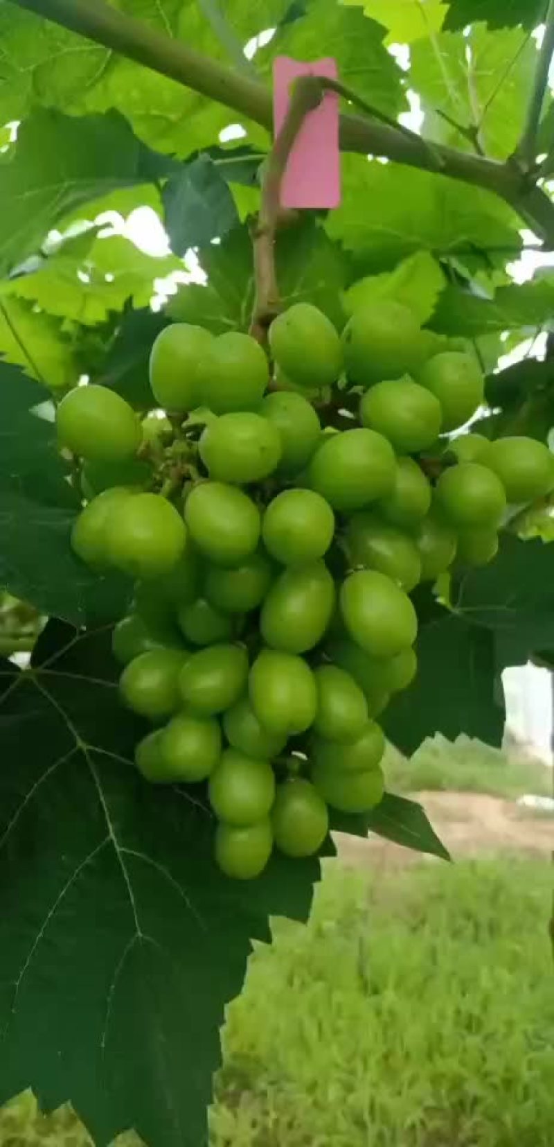 阳光玫瑰葡萄
