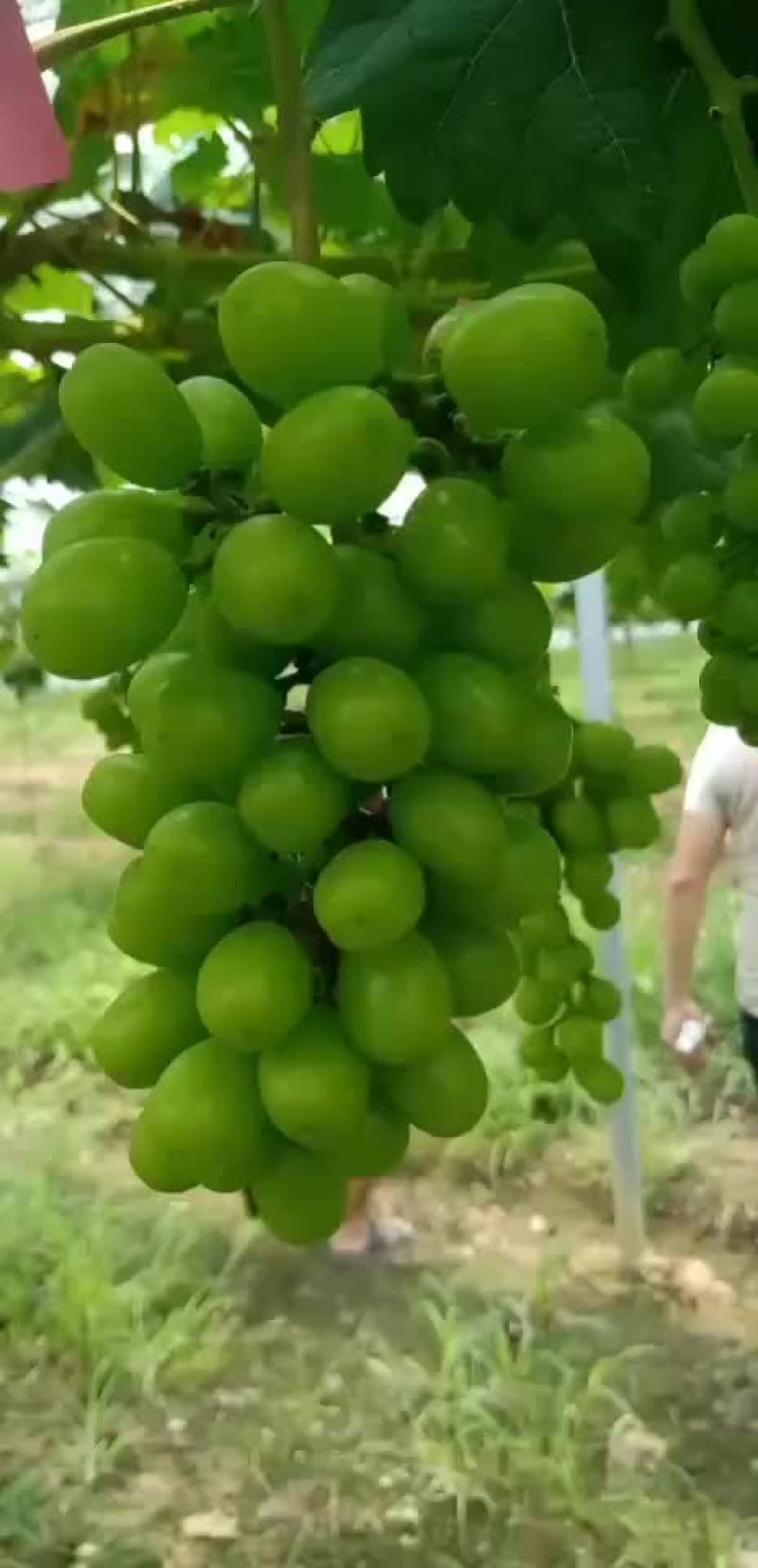 阳光玫瑰葡萄