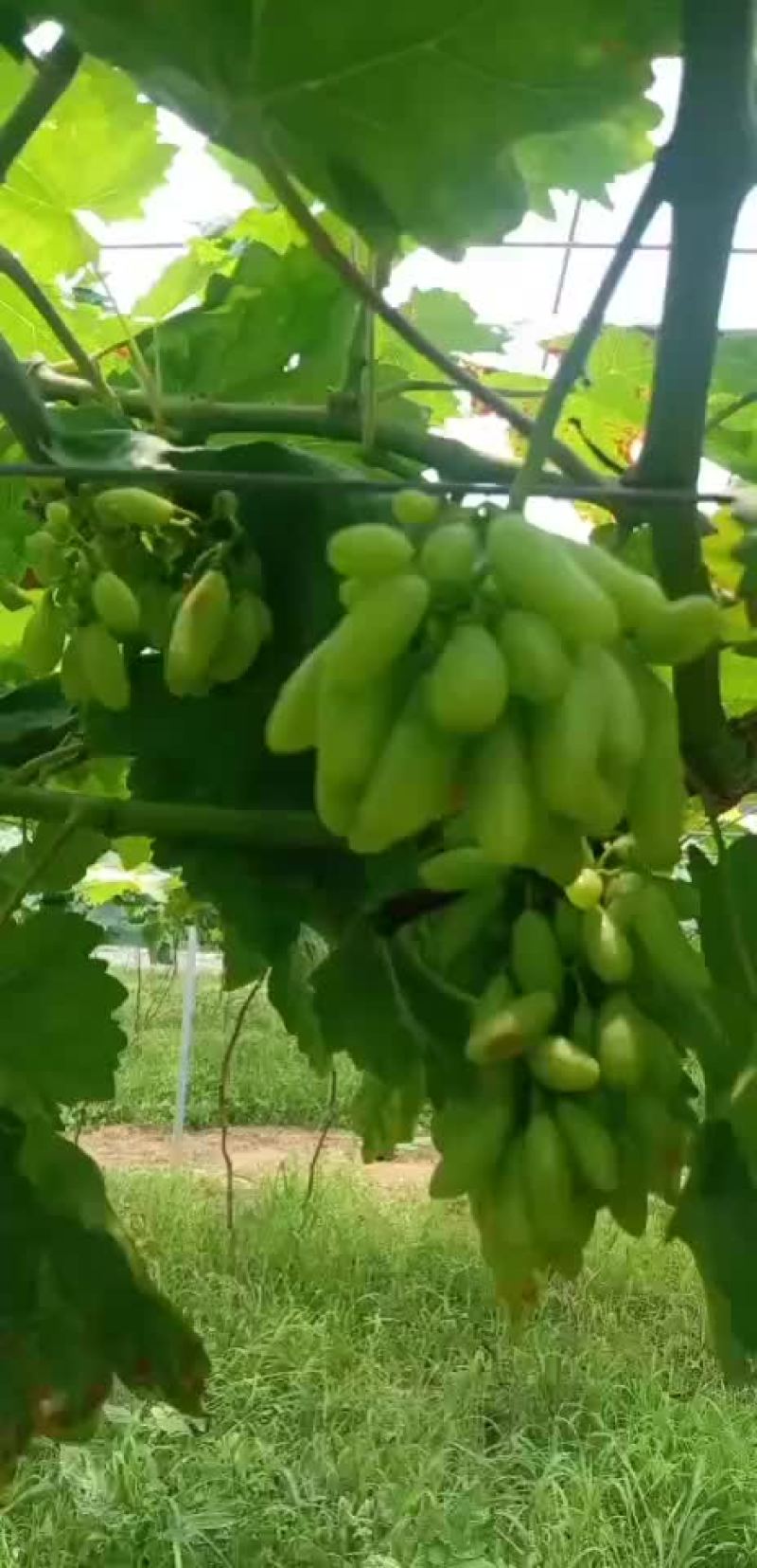 阳光玫瑰葡萄
