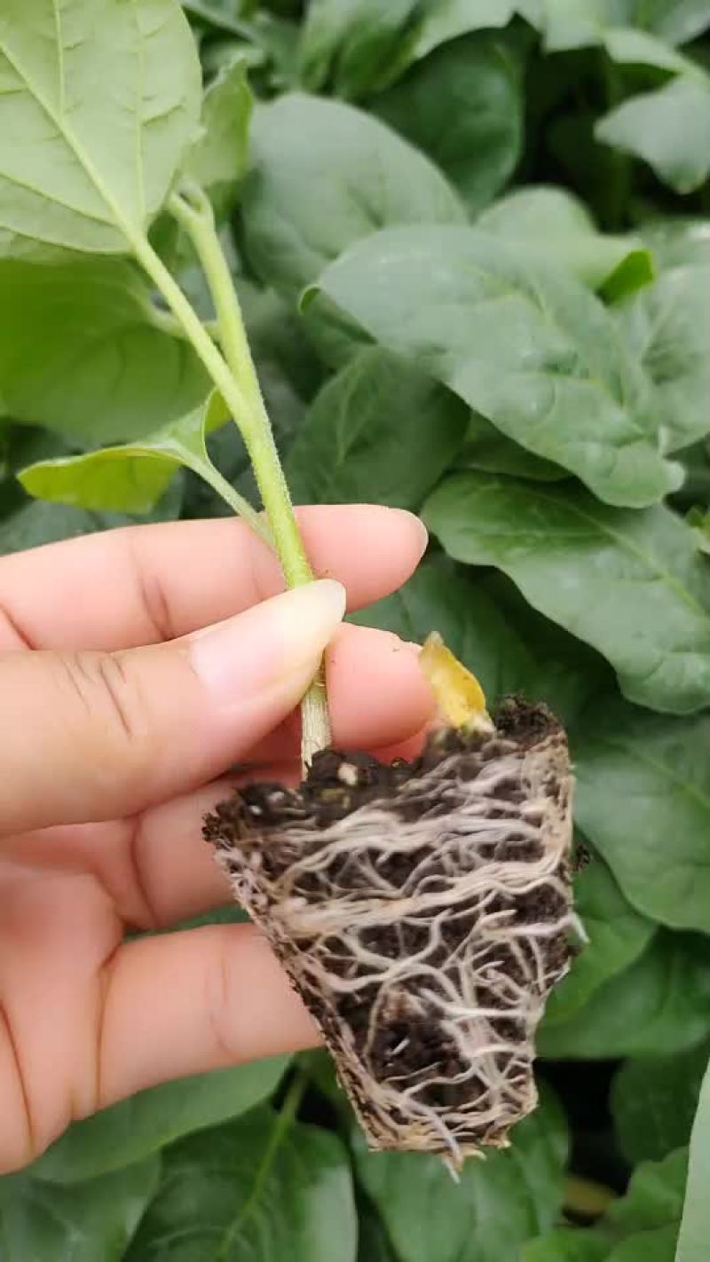 紫红茄苗（长茄苗，中茄苗）嫁接苗