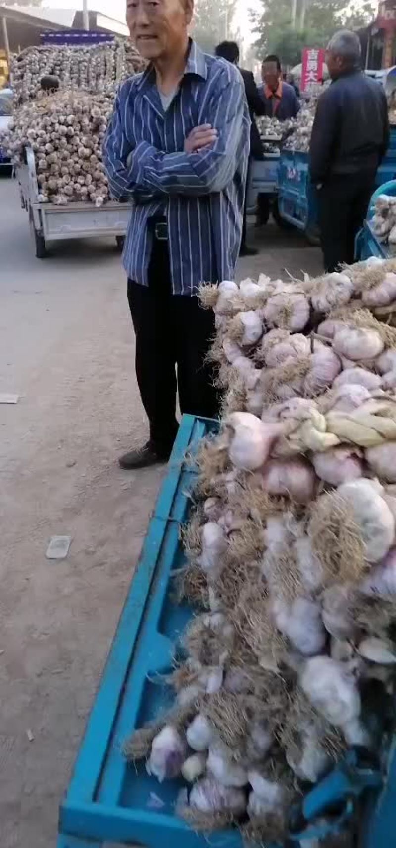 临清辫子蒜