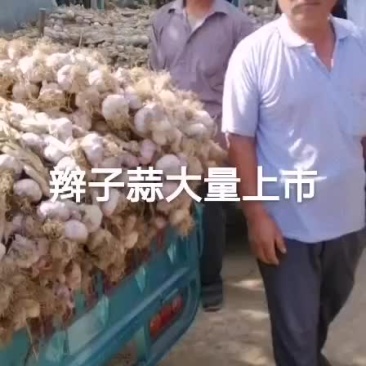临清辫子蒜