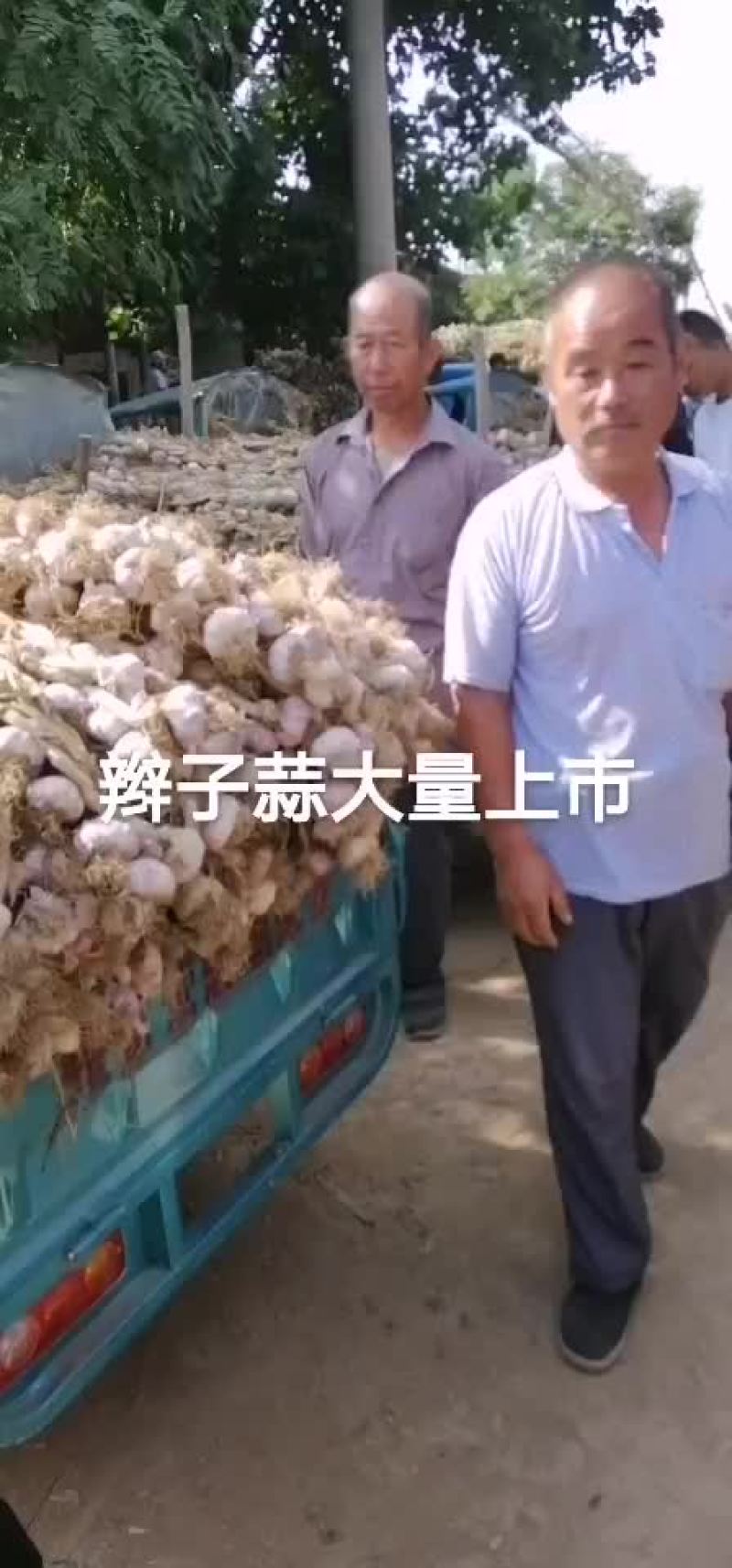 临清辫子蒜