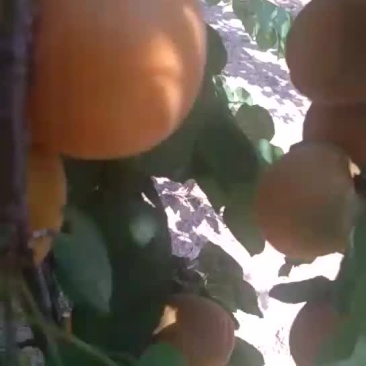 大量供应精品金太阳杏，价格便宜