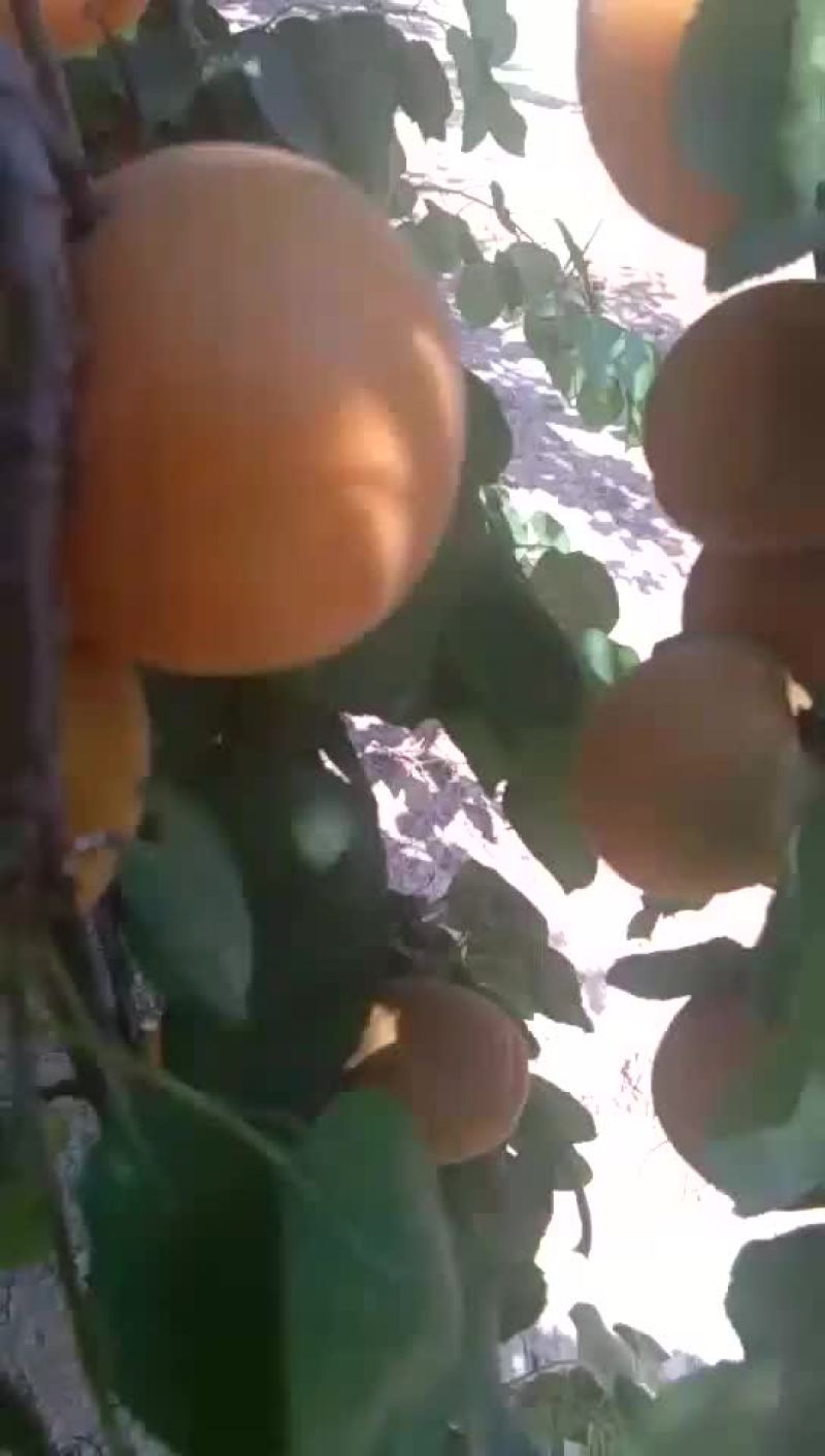大量供应精品金太阳杏，价格便宜