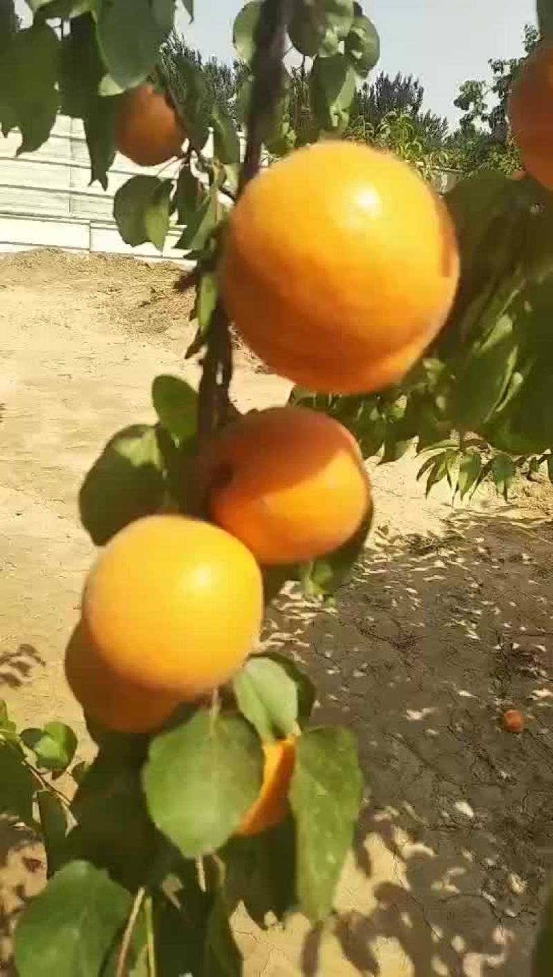 大量供应精品金太阳杏，价格便宜