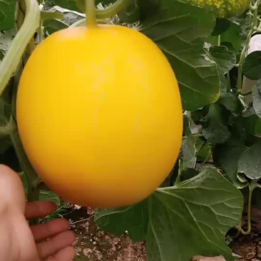 久红瑞瑞红甜瓜大量上市