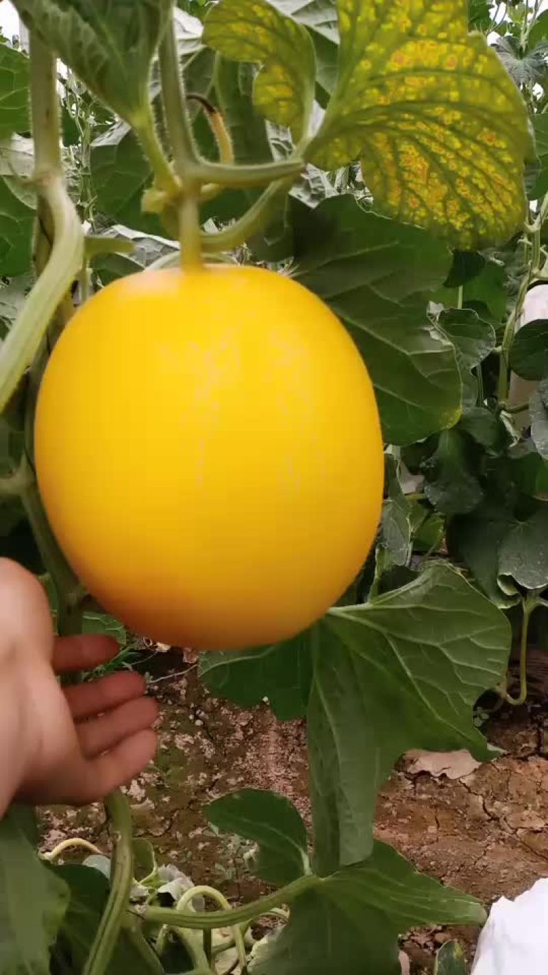 久红瑞瑞红甜瓜大量上市