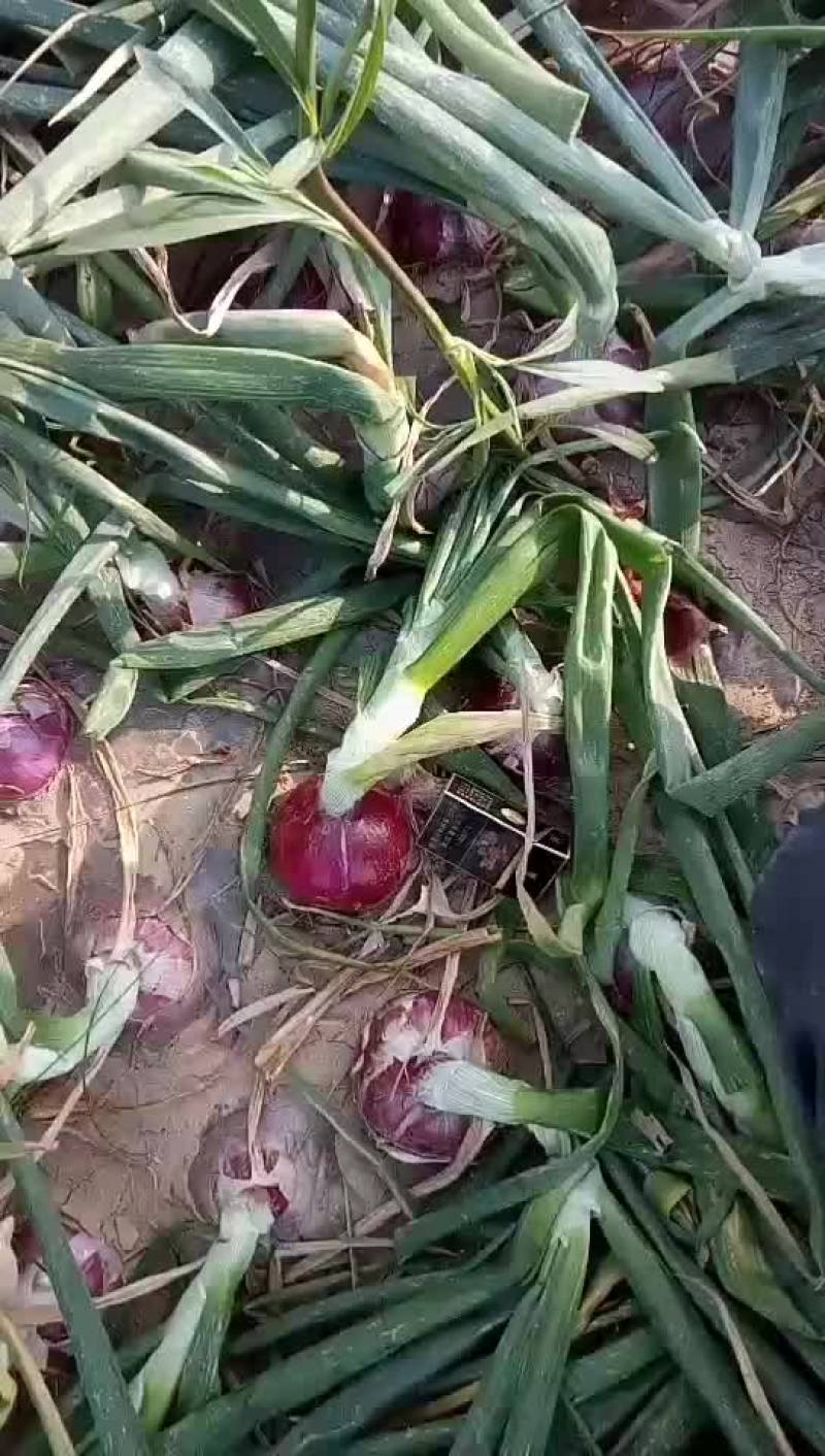 基地7O以上红紫皮详葱