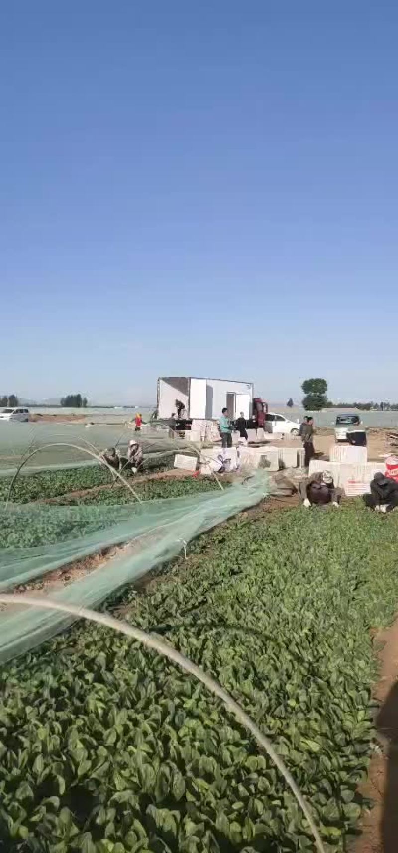 精品菠菜每天5万斤供应物流打包方便大量供应