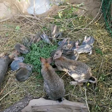 比利时兔肉兔兔子