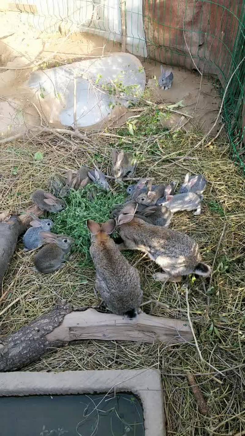 比利时兔肉兔兔子