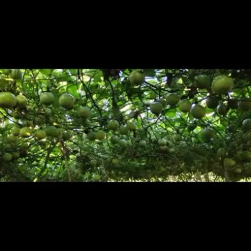 黄金百香果