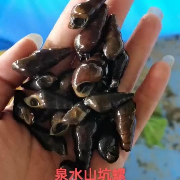 泉水山坑螺