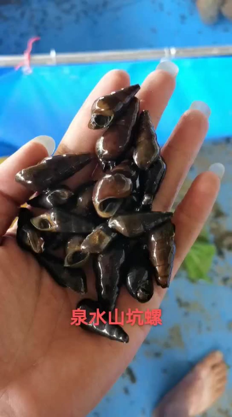 泉水山坑螺