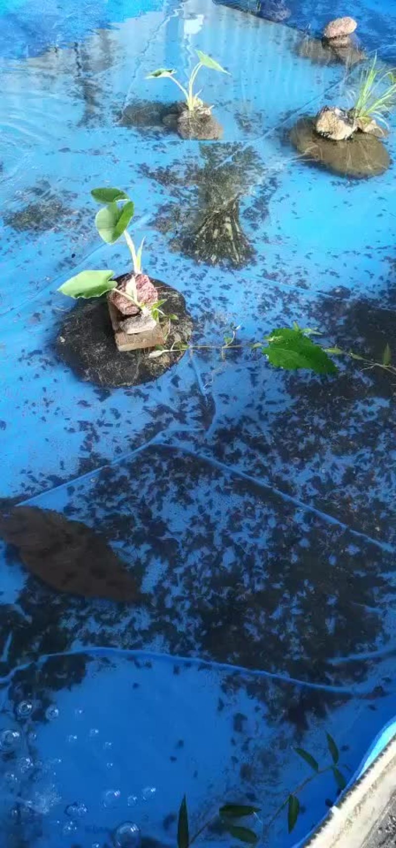 泉水山坑螺