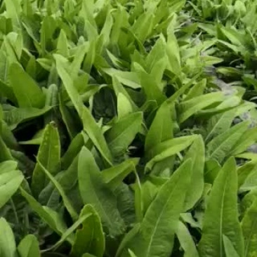 精品油麦菜，基地直销，保质保量，欢迎下单
