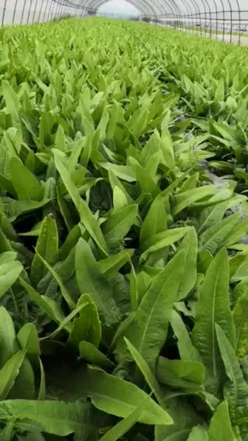 精品油麦菜，基地直销，保质保量，欢迎下单