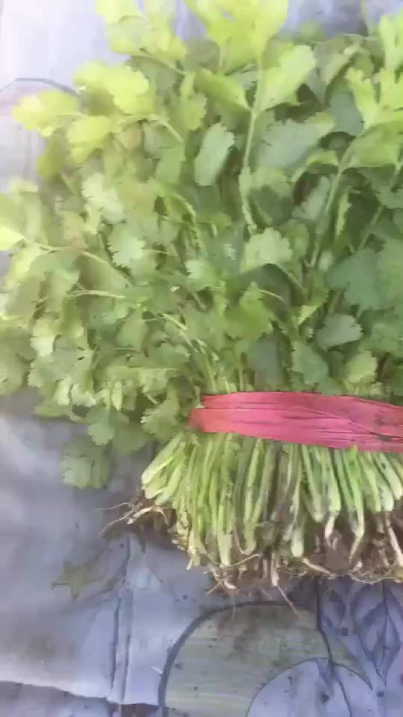 大量出售精品香菜