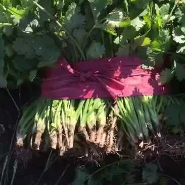 大量出售精品香菜