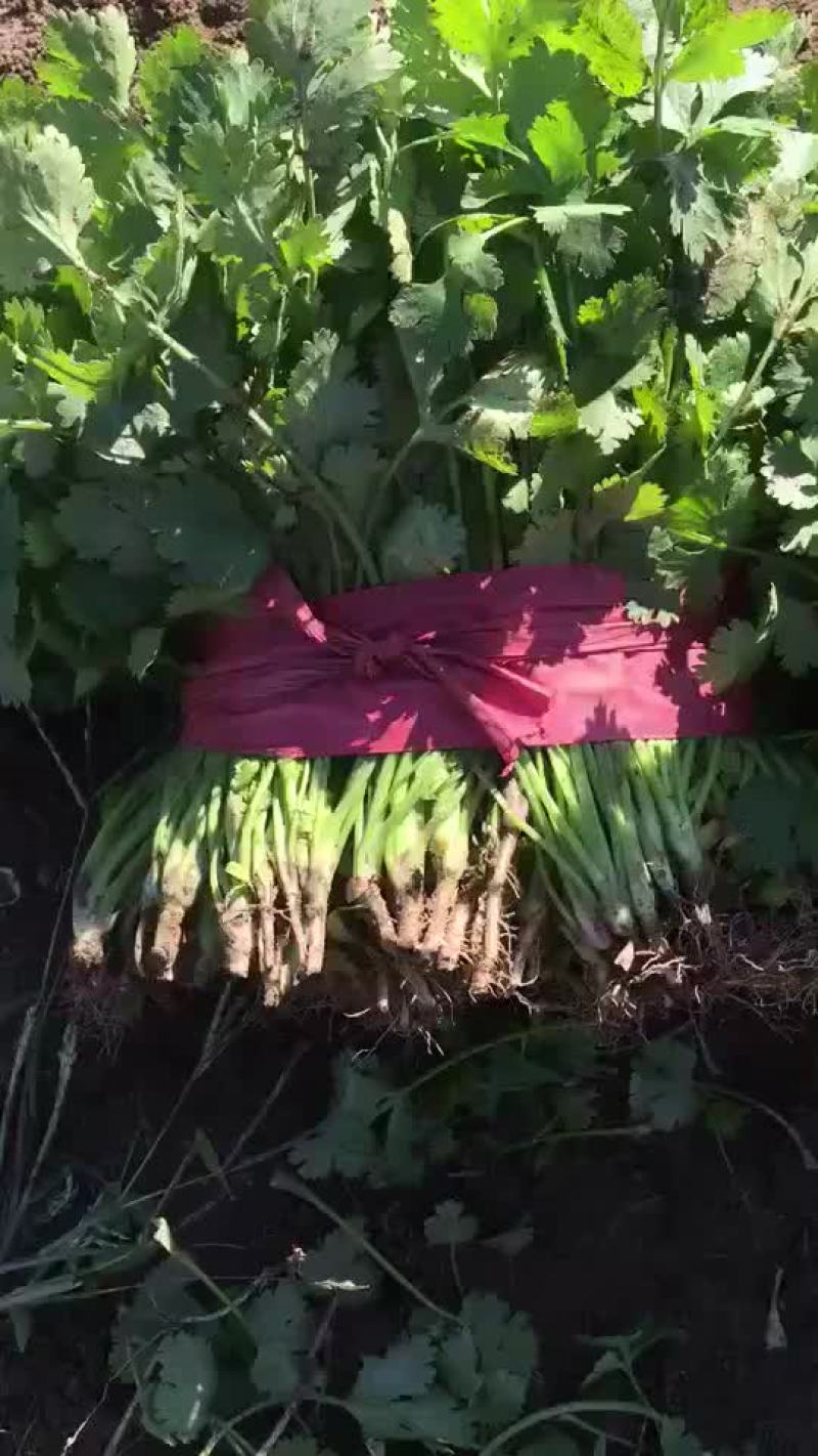 大量出售精品香菜