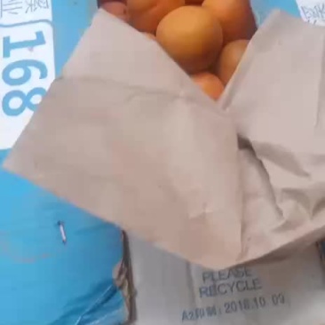 金太阳大黄杏