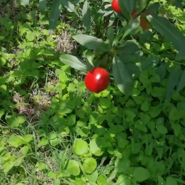 油桃
