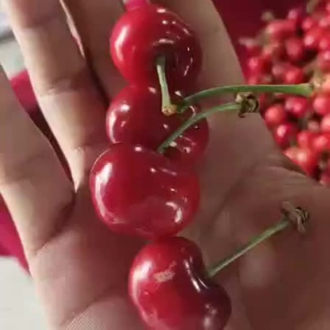 大樱桃