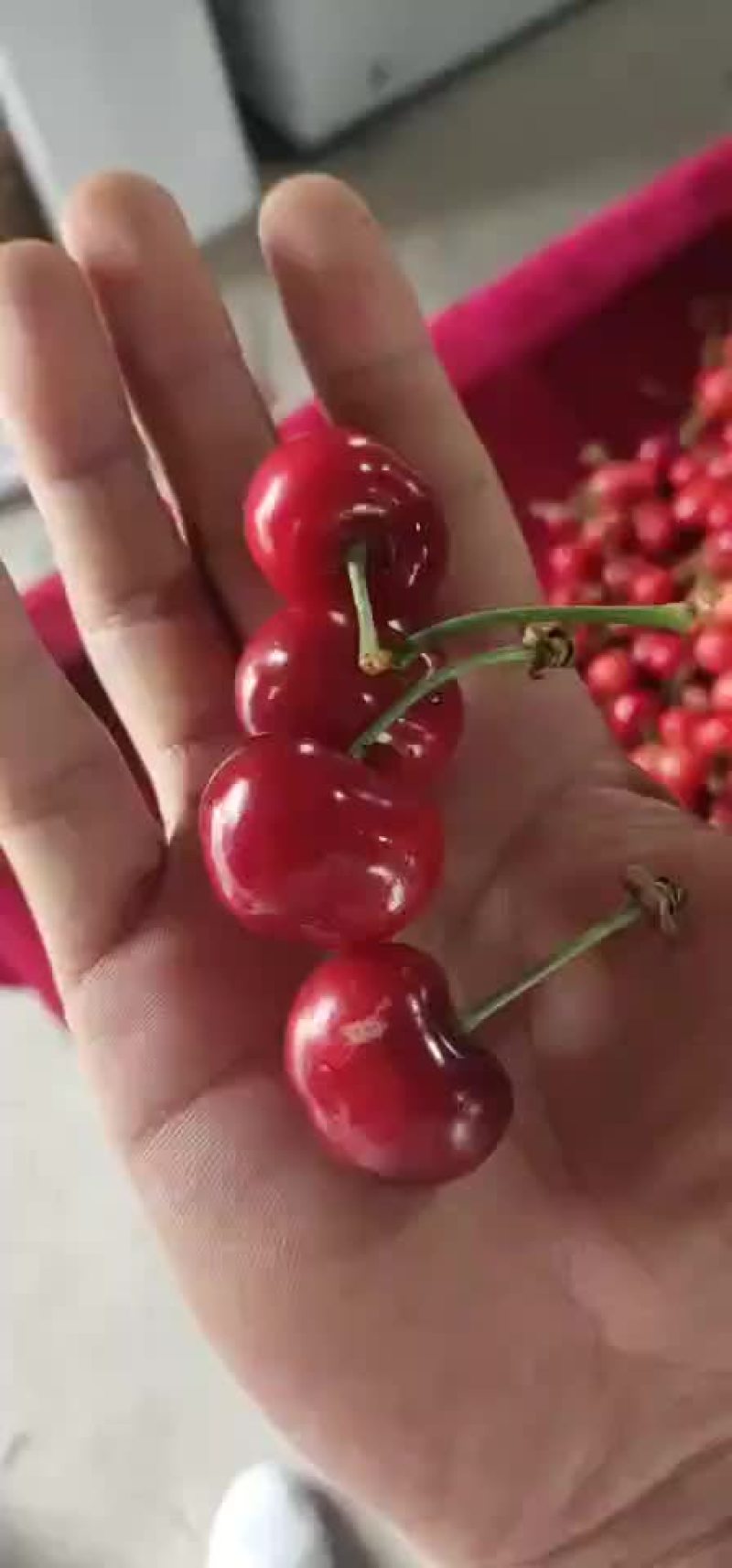 大樱桃
