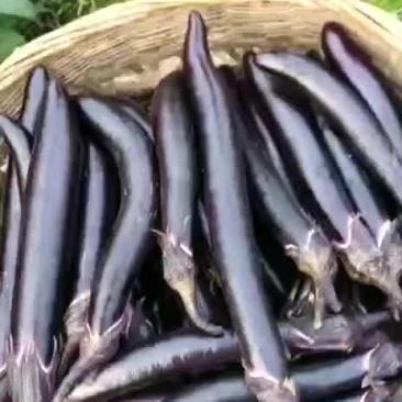 茄子