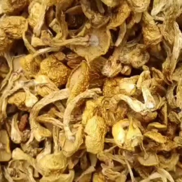 批发滑子菇优质货山野菜