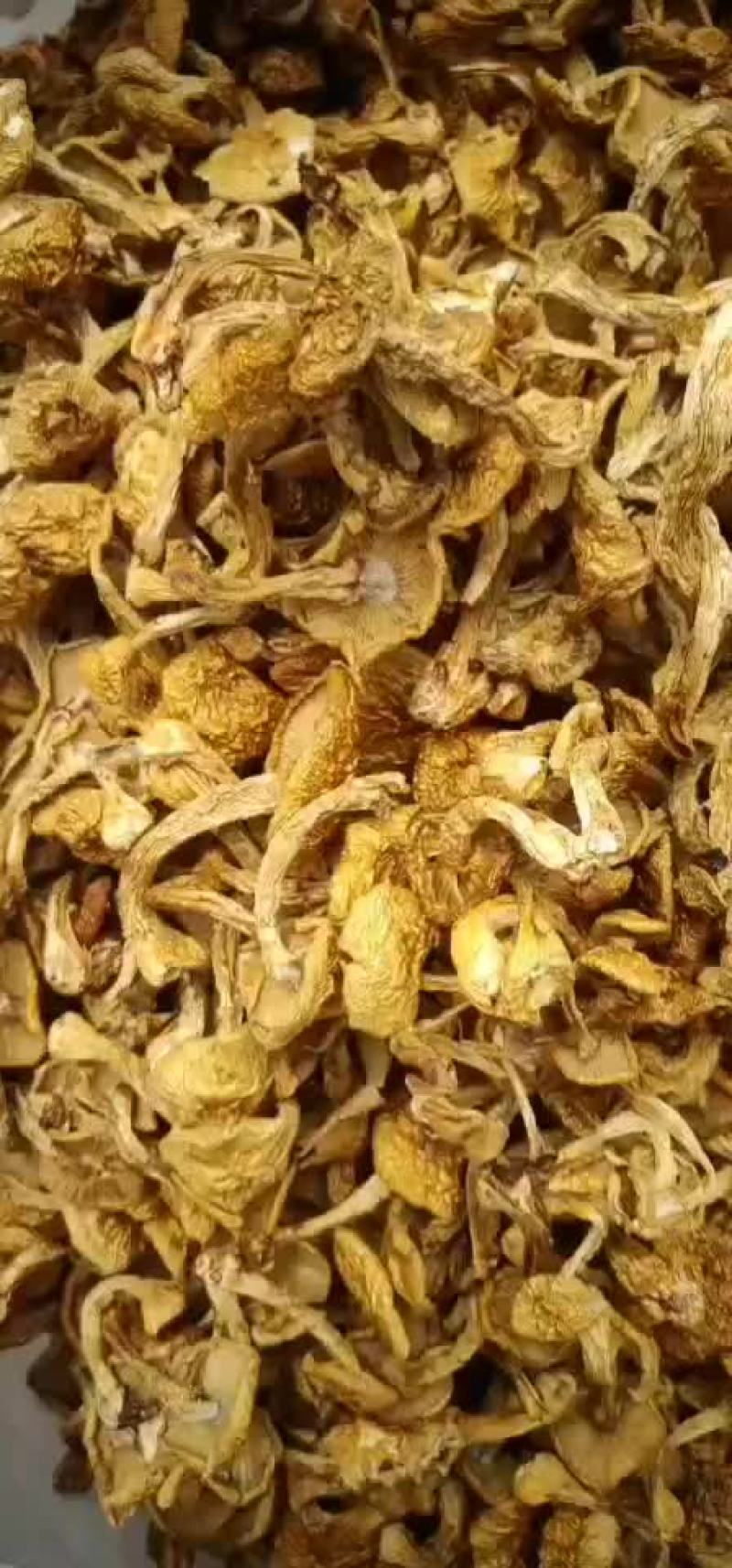 批发滑子菇优质货山野菜