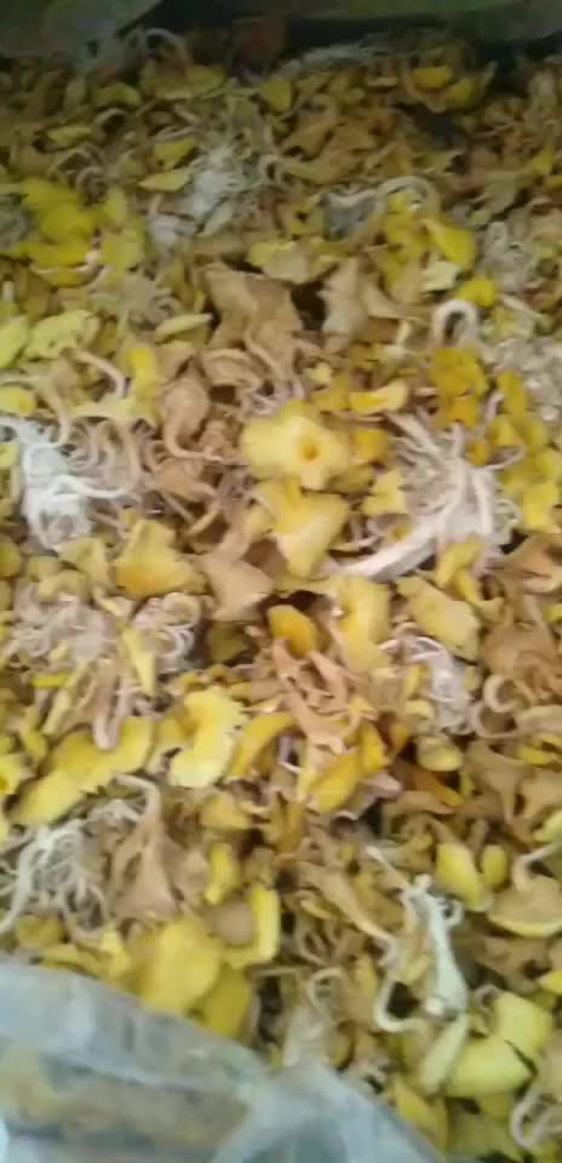 大量批发山野菜黄金菇，鸡油菌，一件代发。
