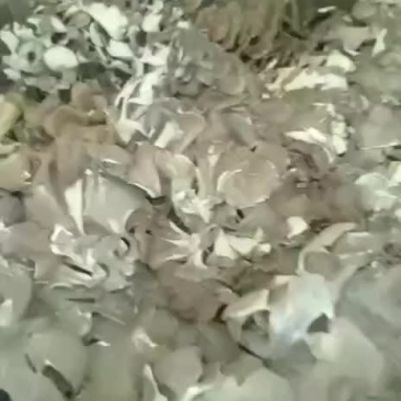 大量批发优质山野菜灰树花