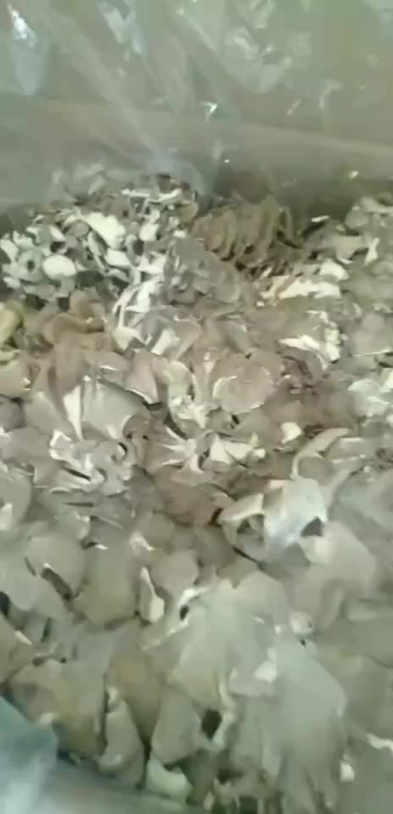 大量批发优质山野菜灰树花
