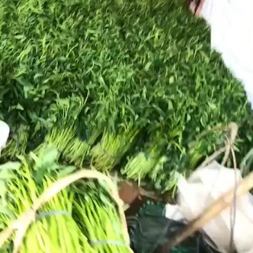 正宗博白空心菜