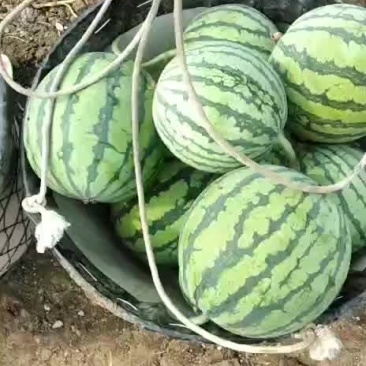 早佳8424西瓜大量上市