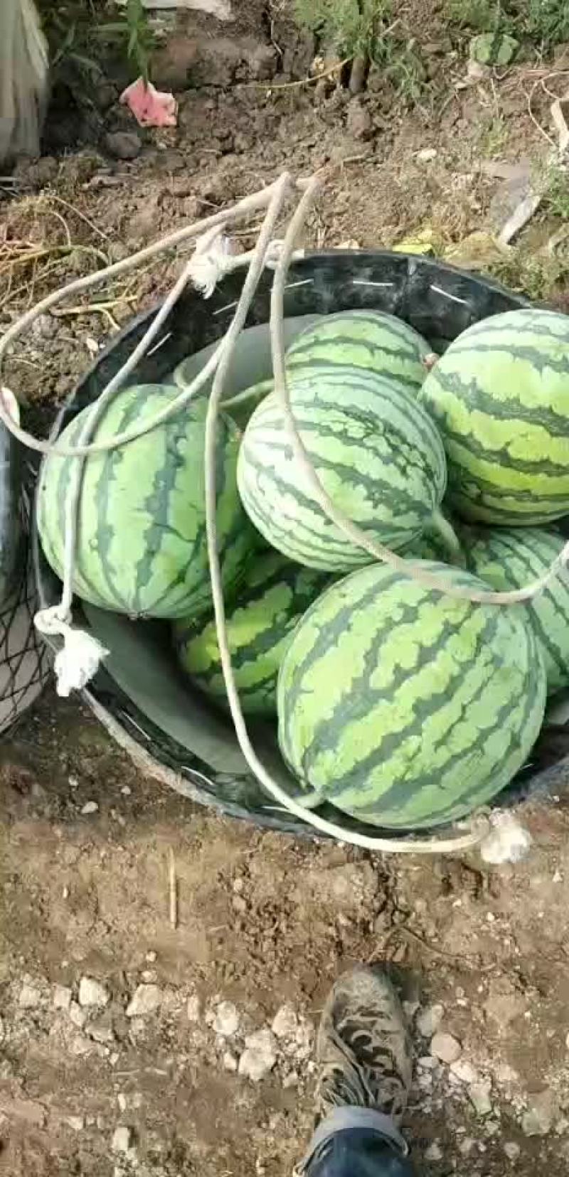 早佳8424西瓜大量上市