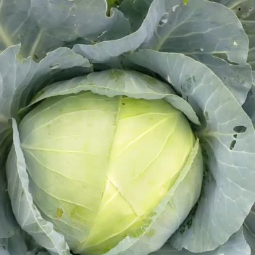 莲花白