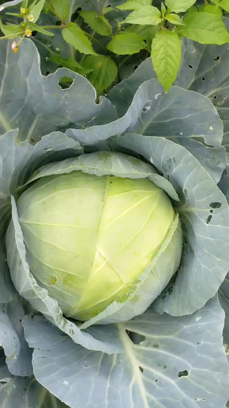 莲花白