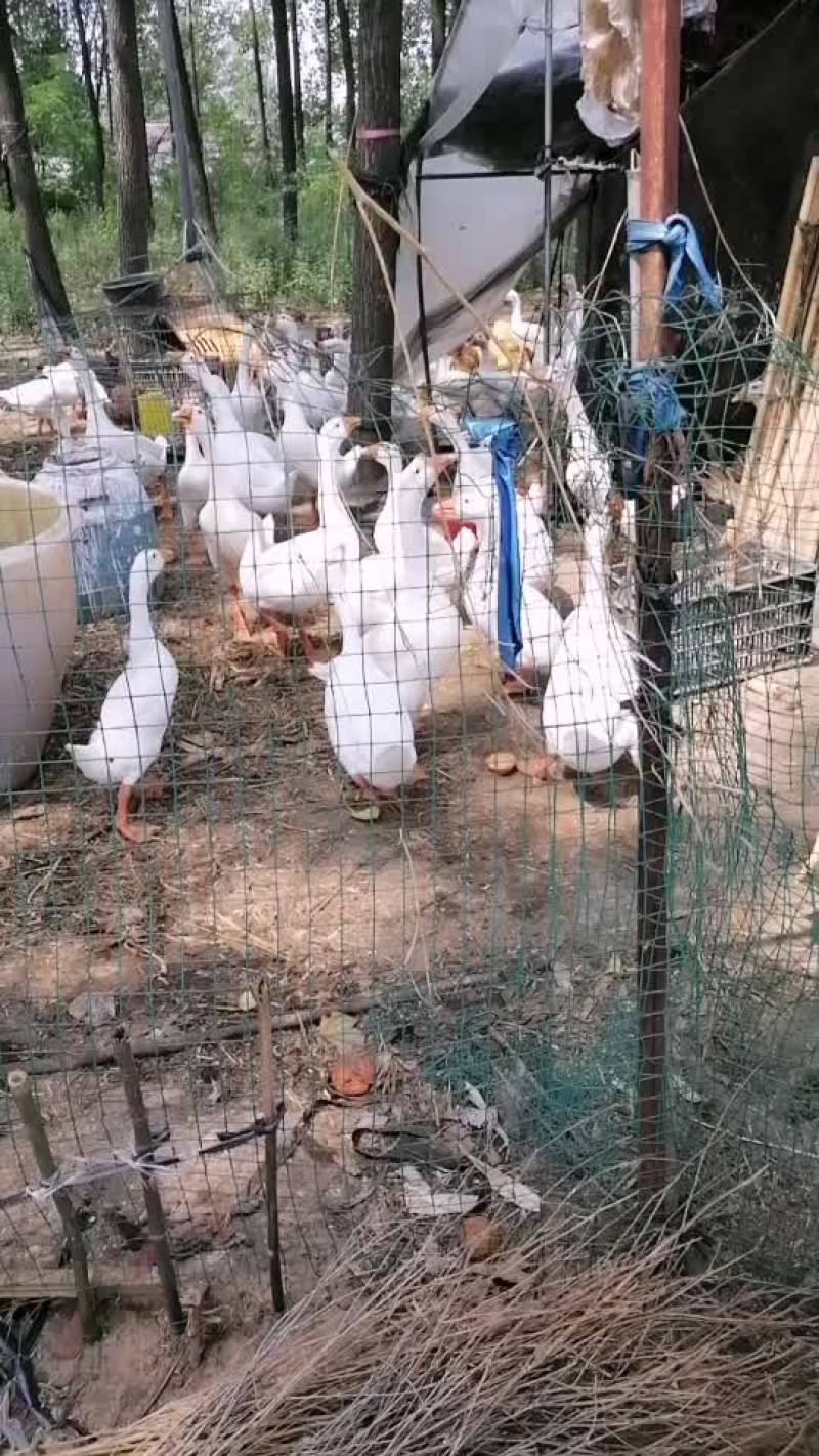农家鹅