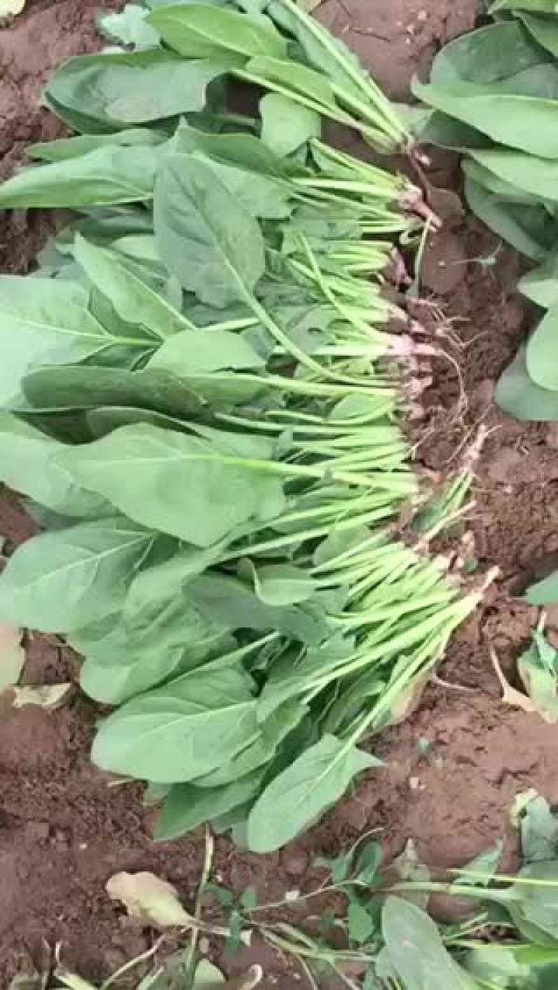 菠菜