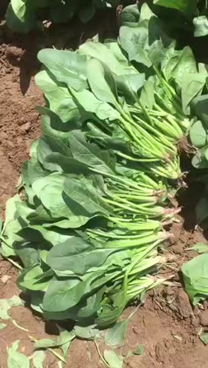 菠菜