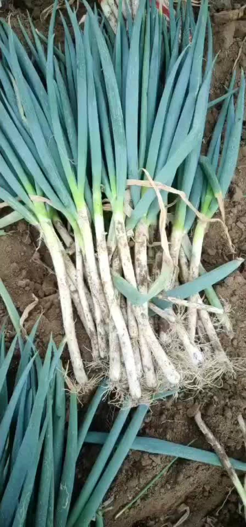安丘大葱